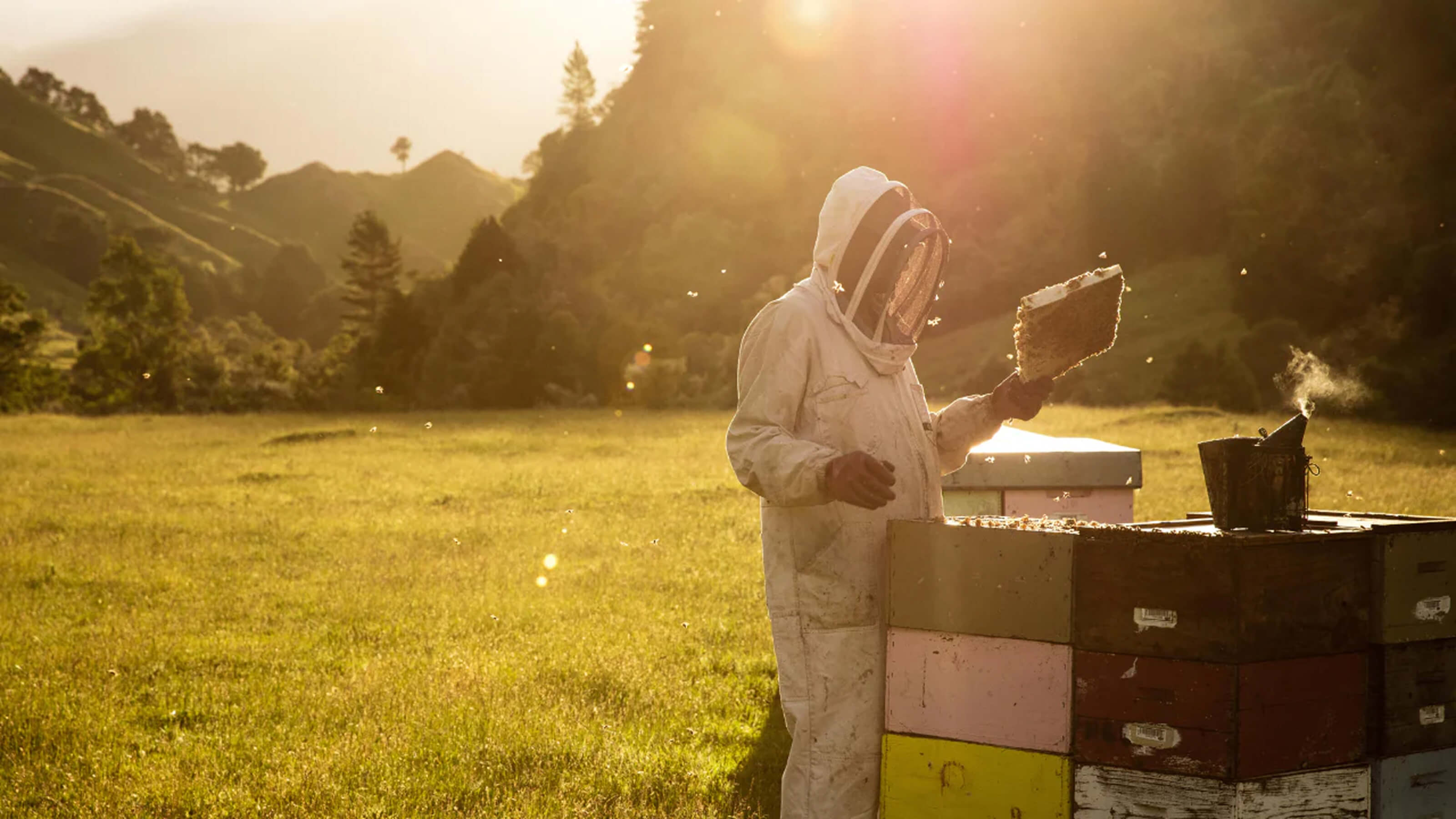 New Zealand: A country that you could trust for food safety