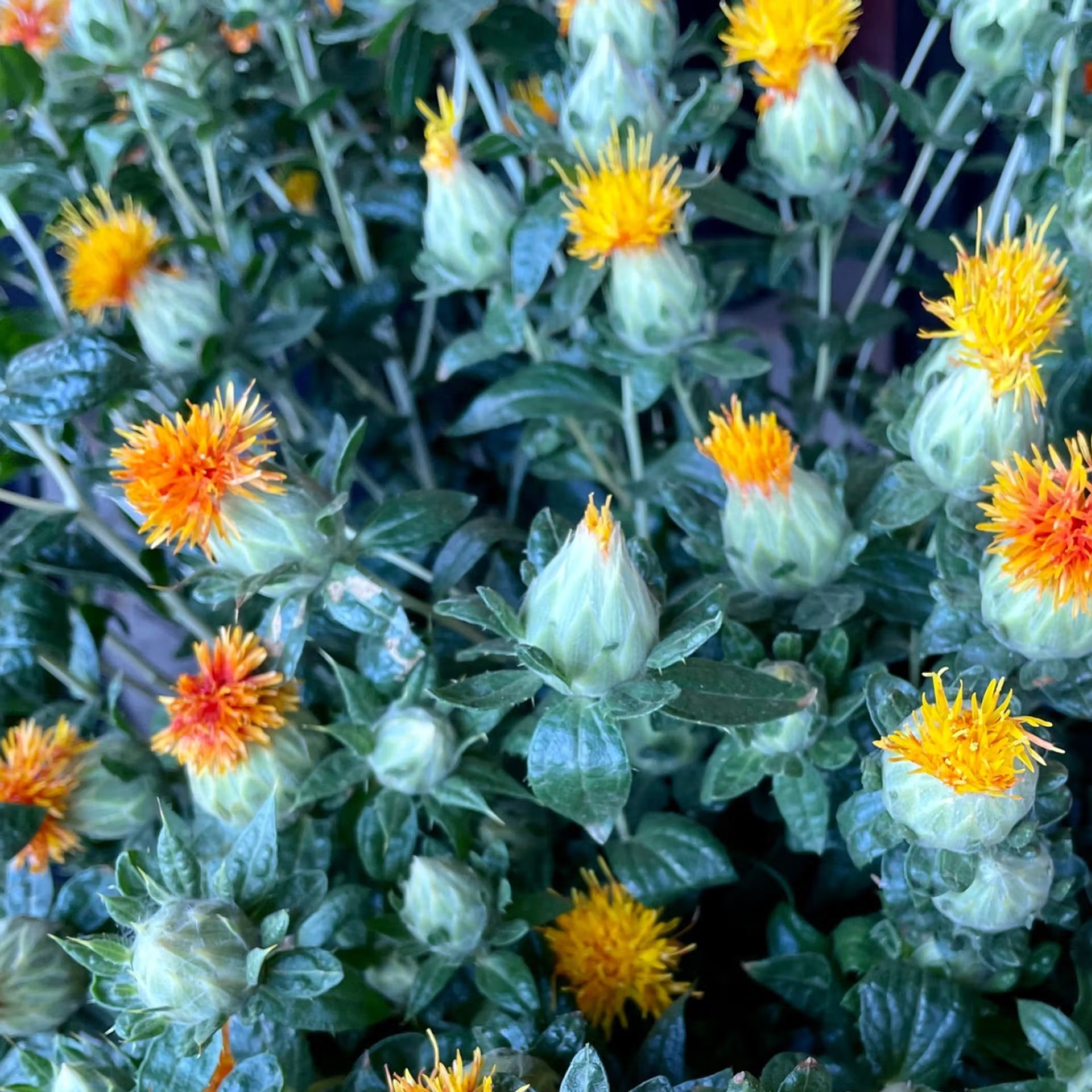 ピーチ+フリージア シャンプー(しっとり髪)