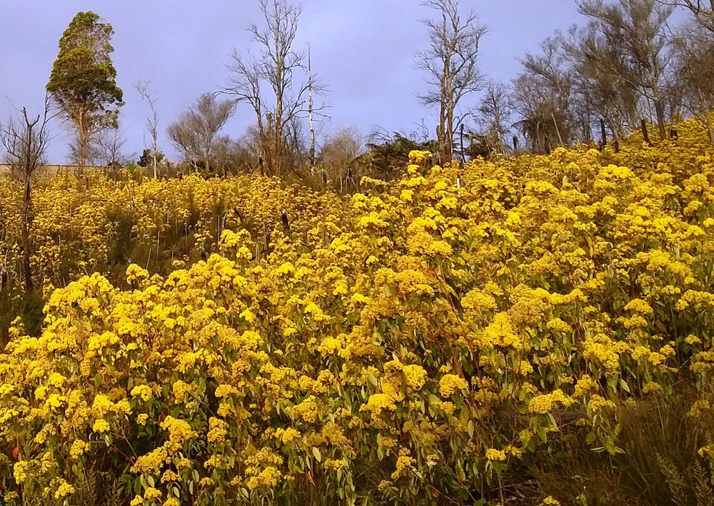ŌKU ティー クマラホウ Kūmarahou / 15ティーバッグ
