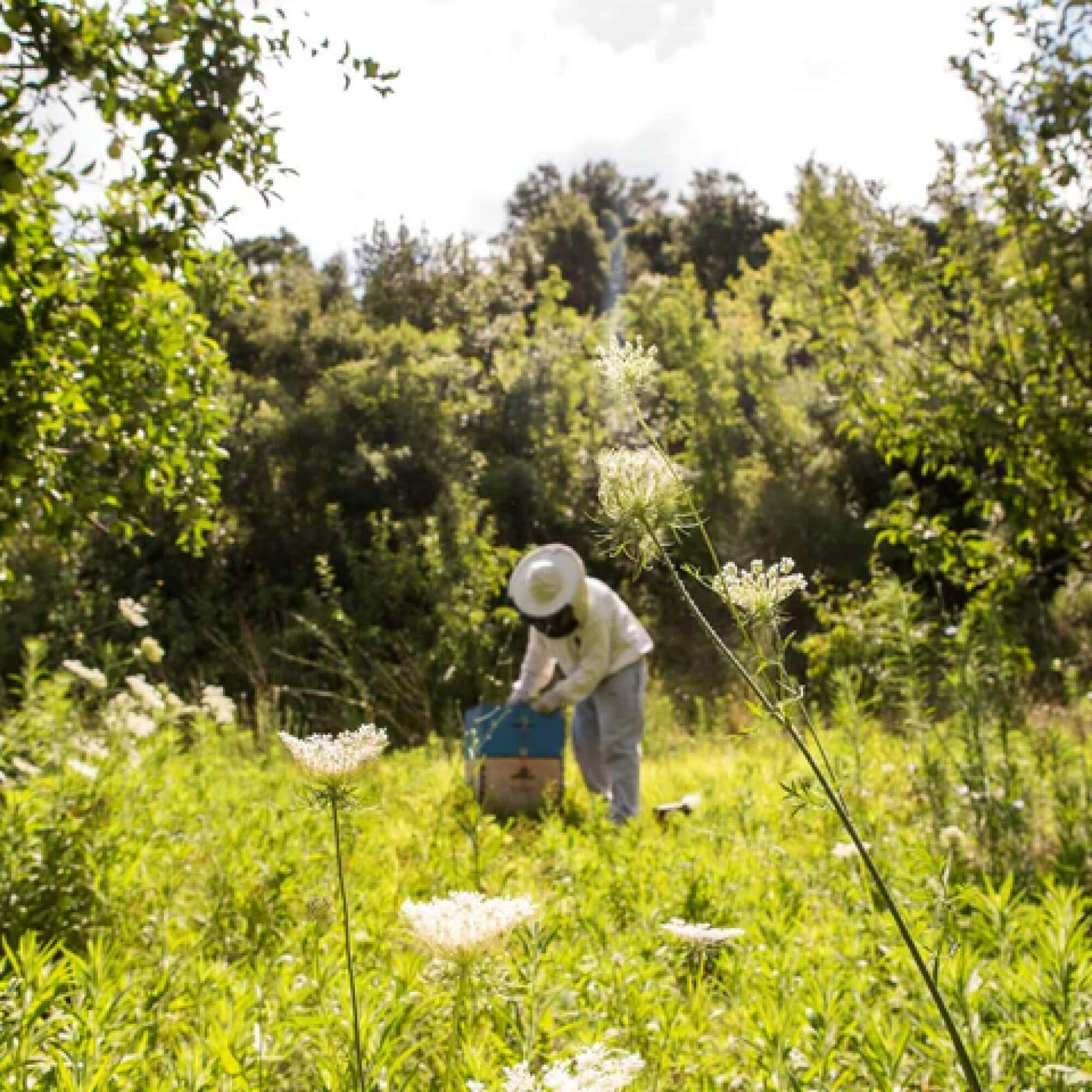 Person in a field with greenery and flowers, wearing a hat and working with a box for Mataushi kanuka honey.