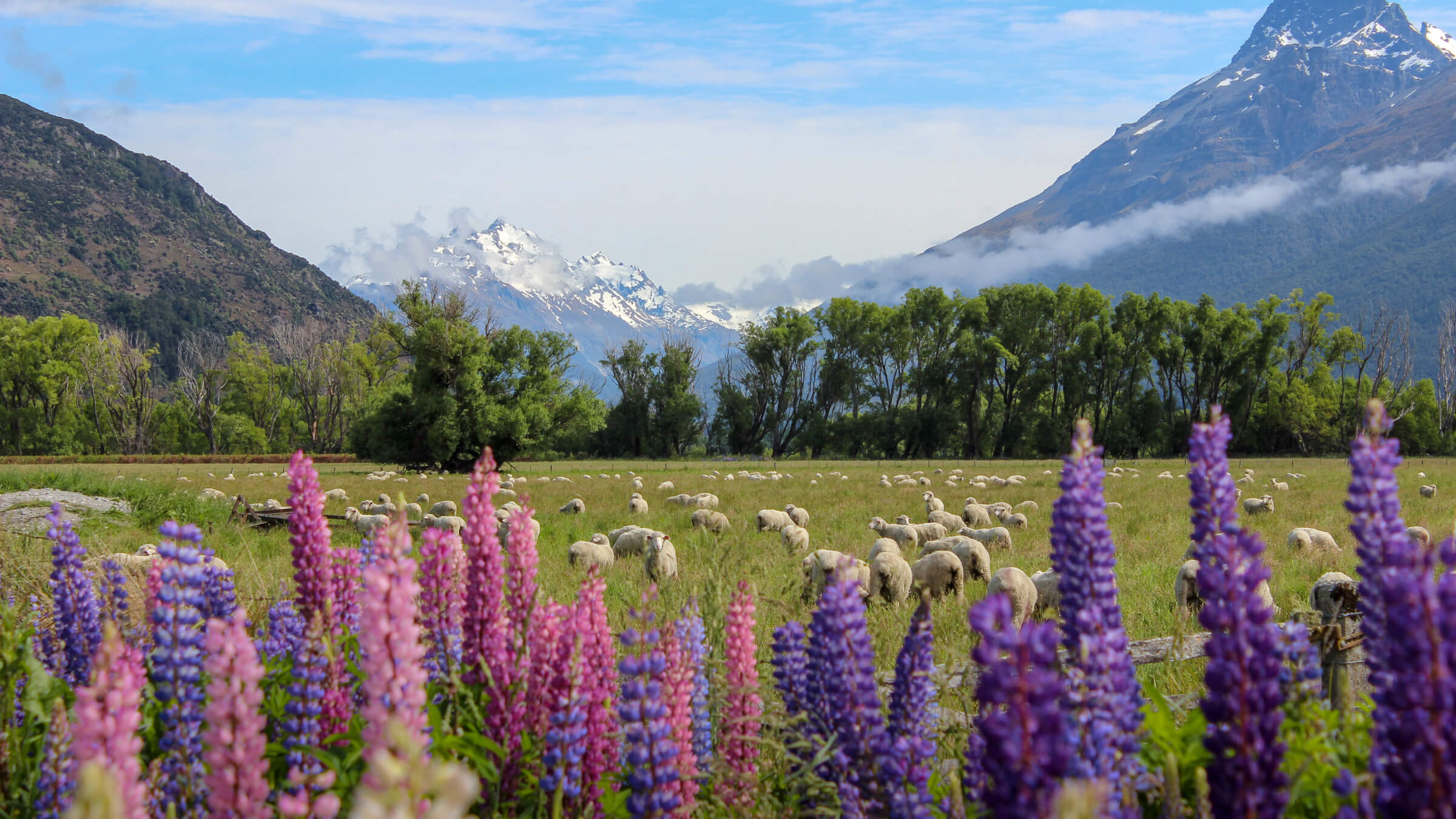 NZ 花々とフルーツ