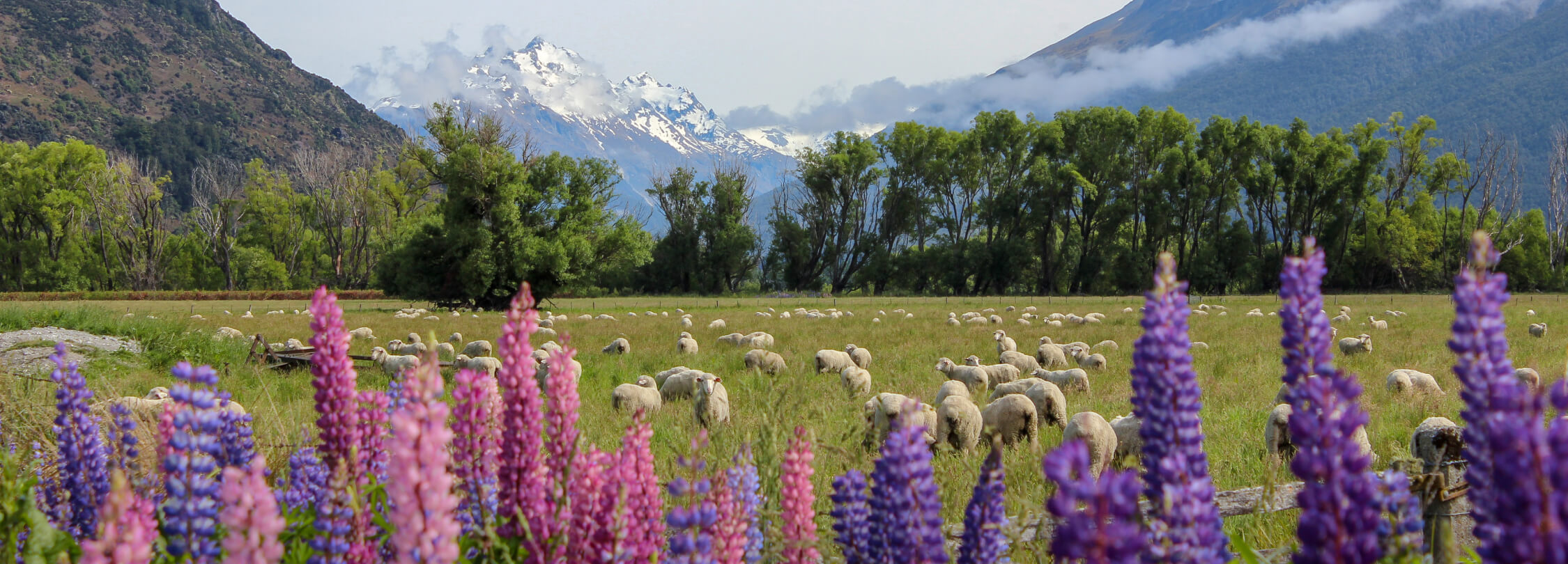 NZ 花々とフルーツ