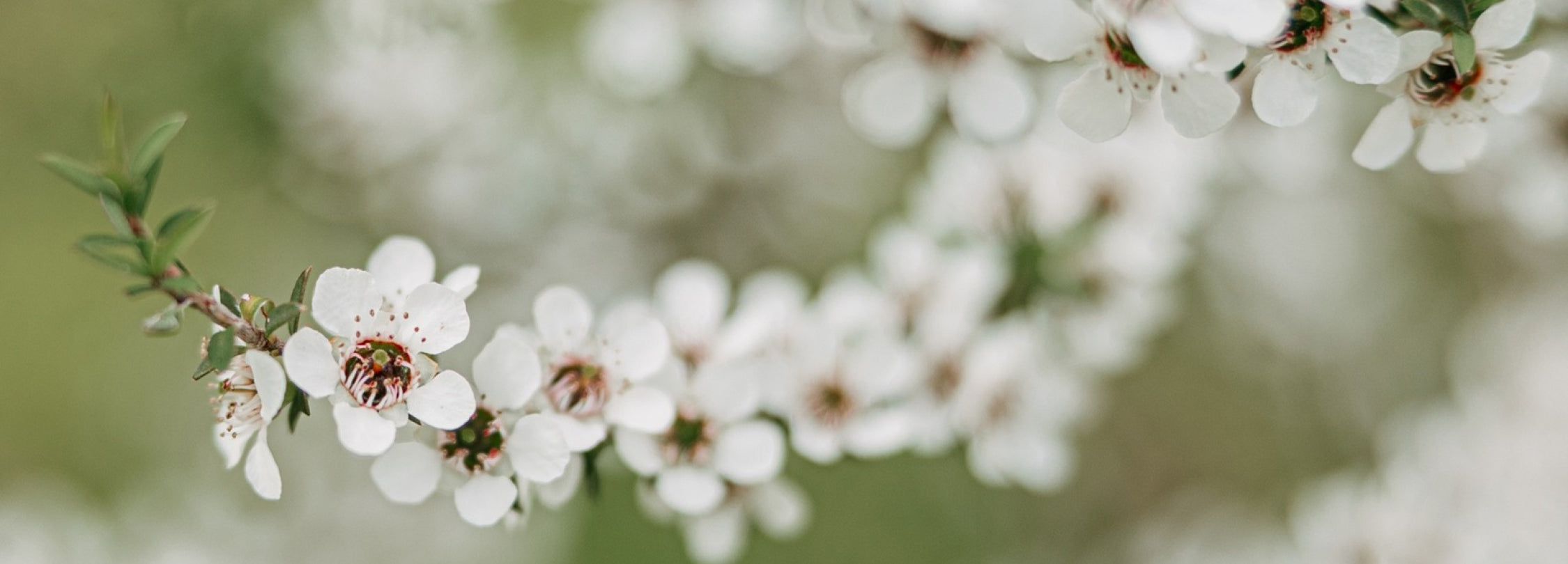 M&H マヌカハニー