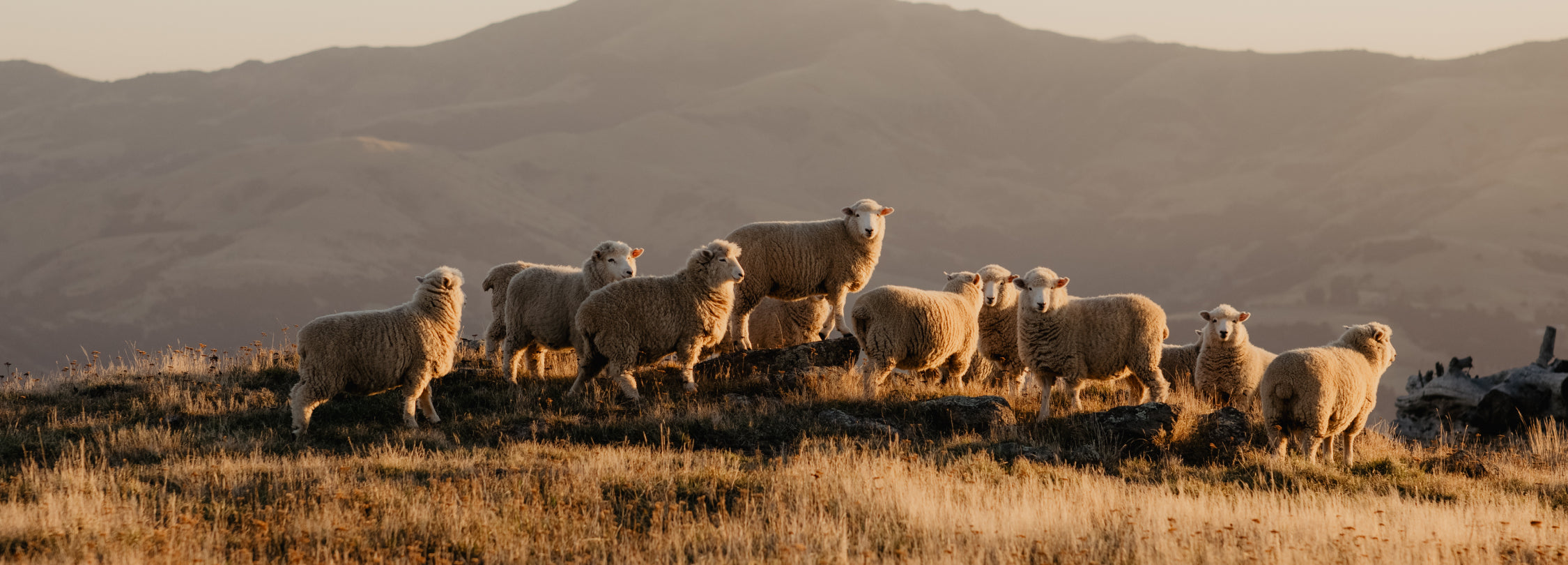 ネイチャーズビューティ(Nature's Beauty)