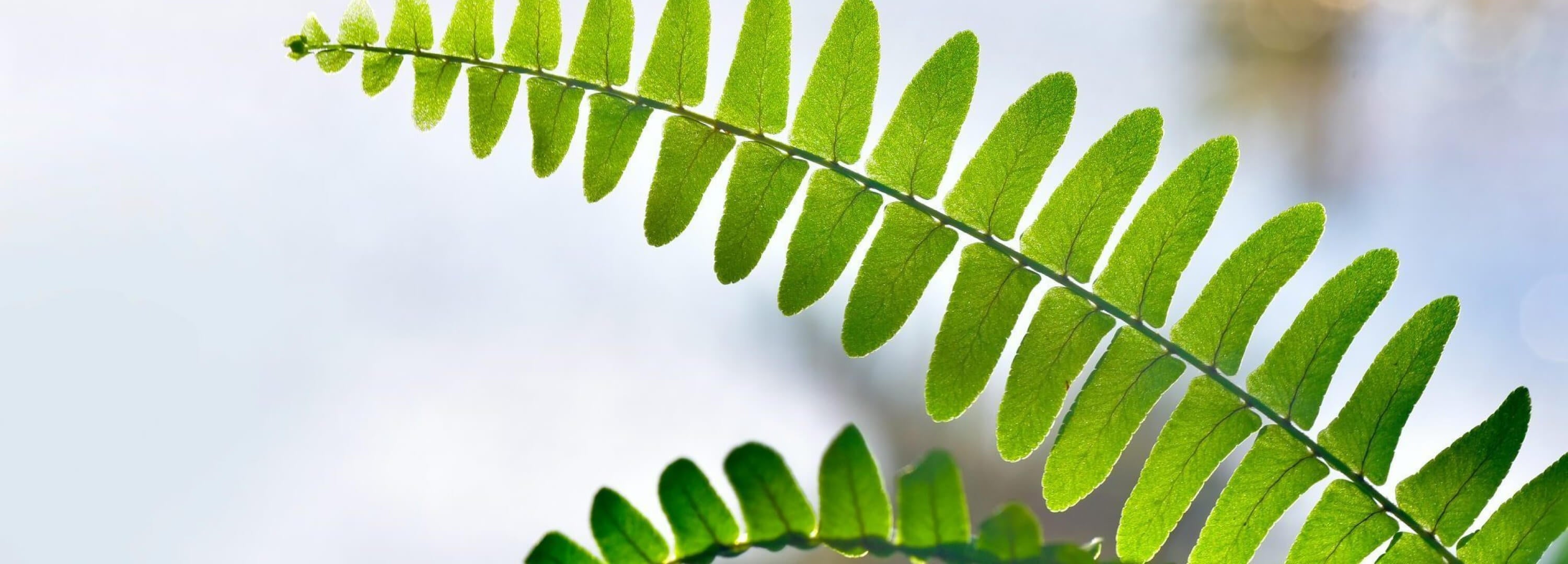 ネイチャーズビューティ(Nature's Beauty)