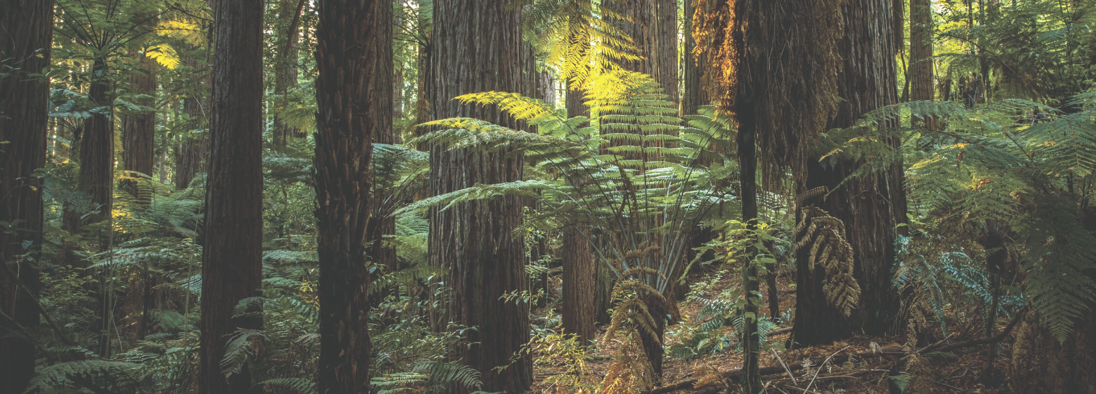 ワイルドファーンズ (Wild Ferns)