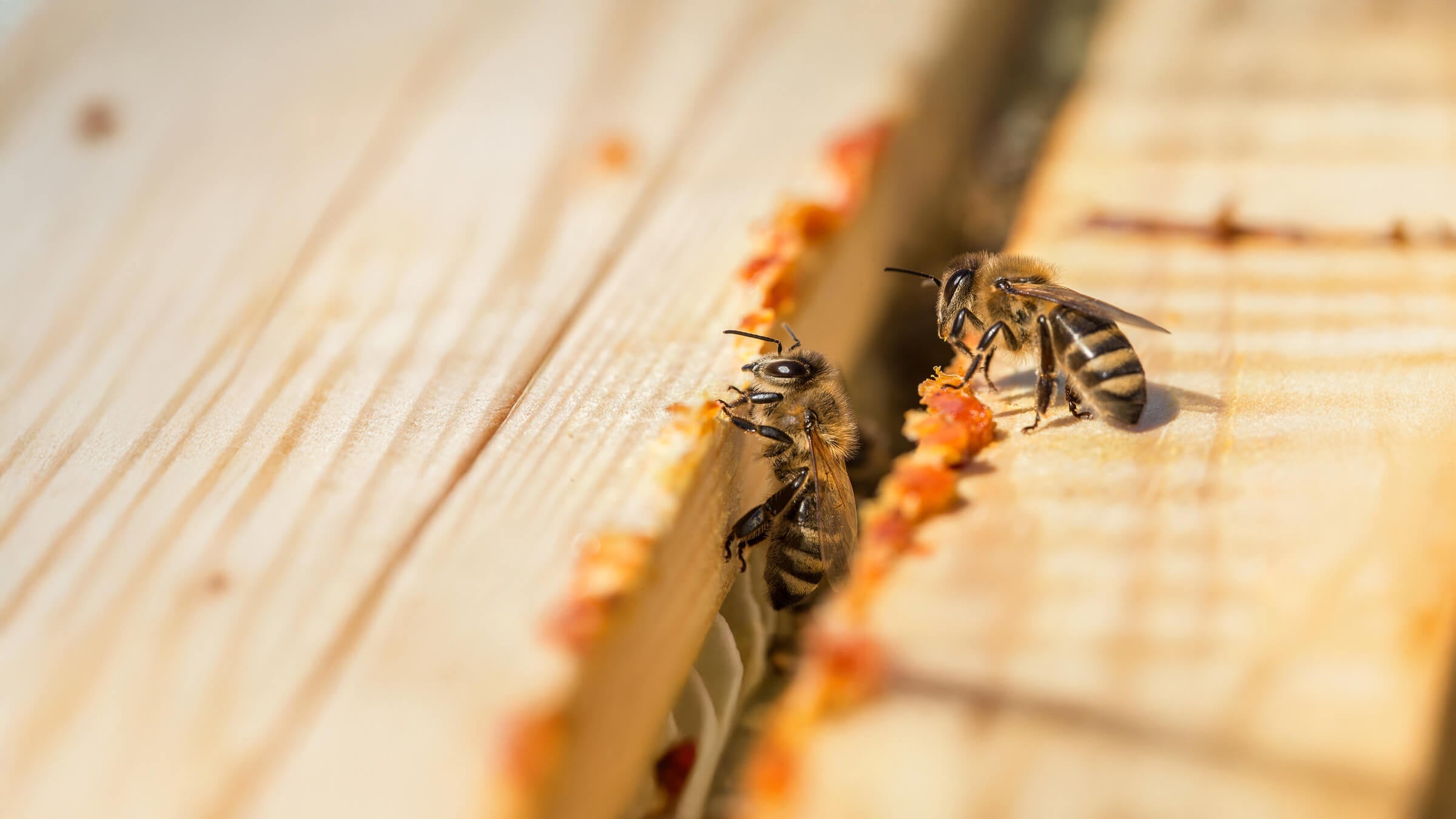 What You Must Know About Propolis: The Immunity Booster You’re Probably Missing