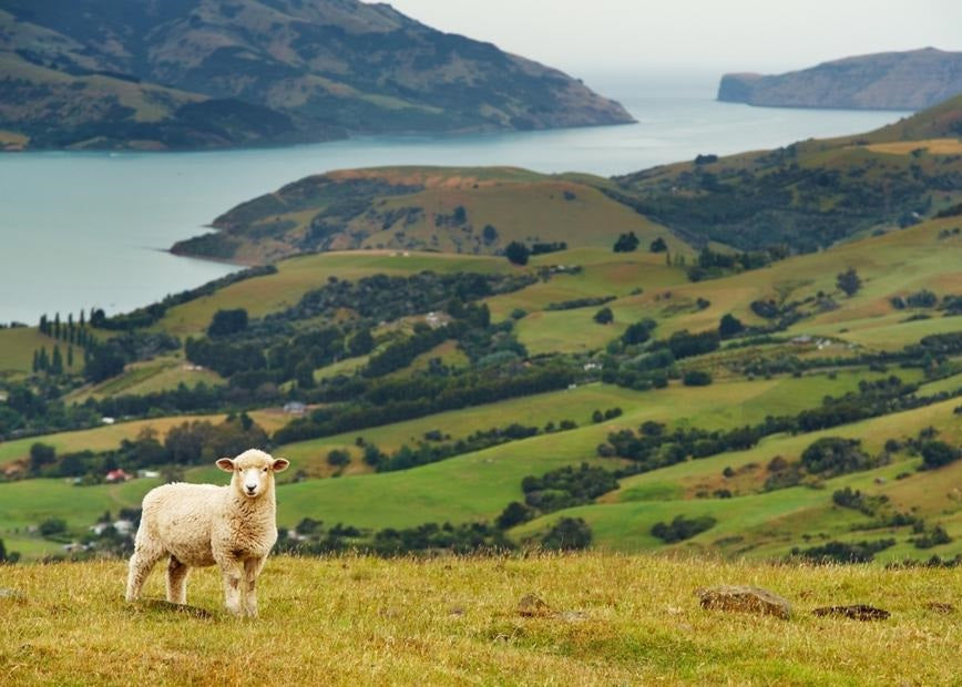 Why Everyone Is Talking About New Zealand Ingredients