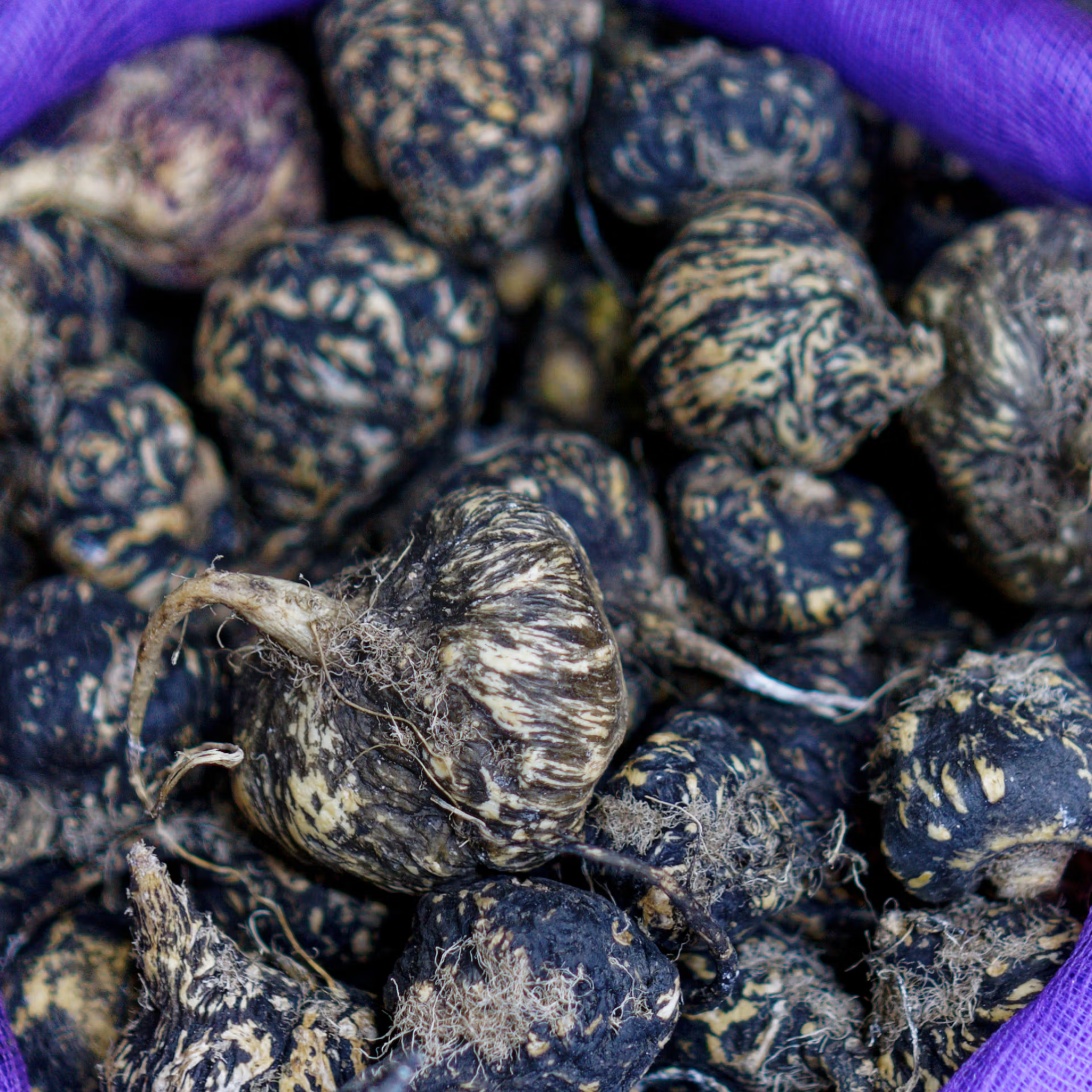 Close-up of dark brown black maka bulbs on a purple background