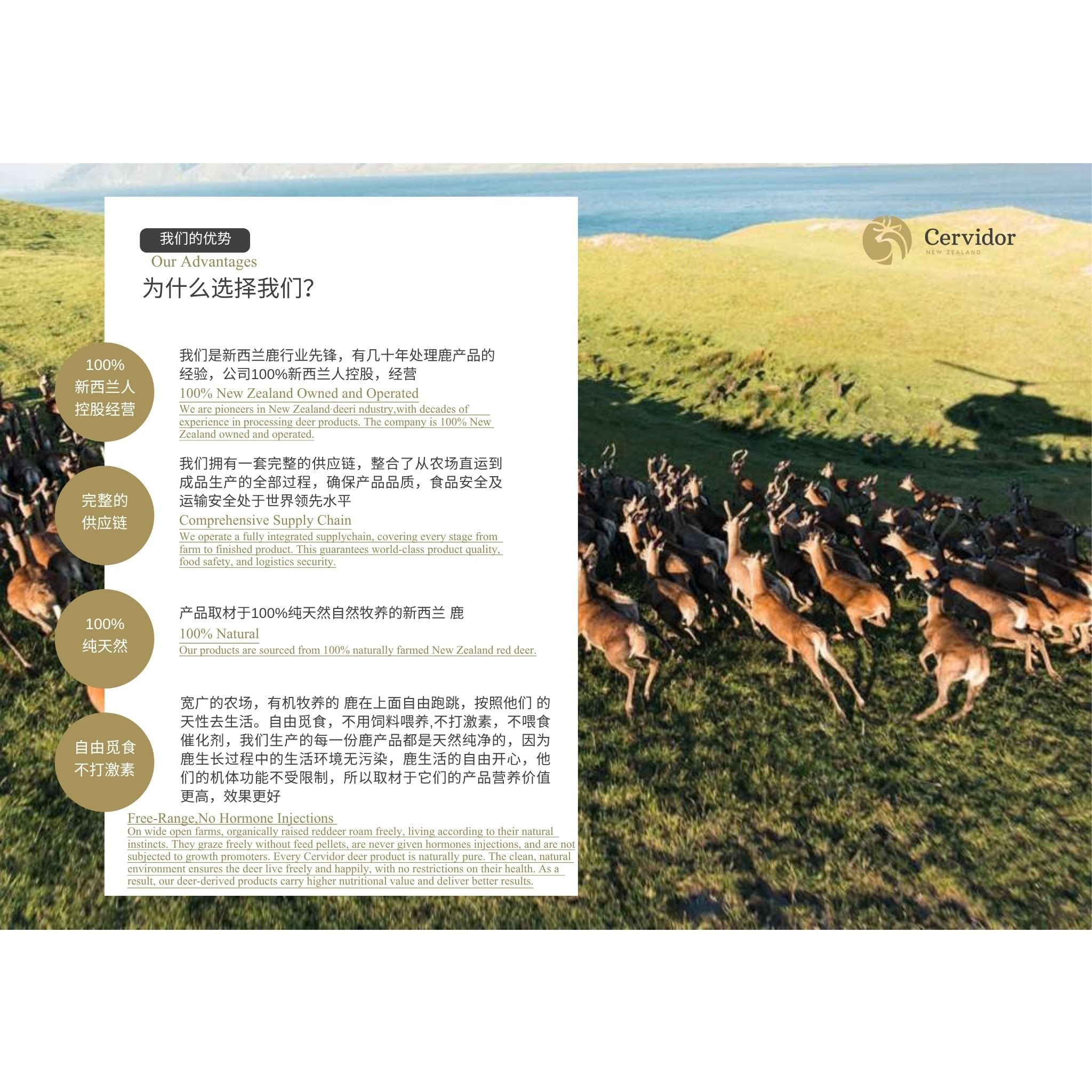 A promotional graphic for Cervidor organic grass-fed beef, featuring a large white text panel on the left with Chinese and English copy about their organic standards, alongside a background photo of cattle grazing in an open grassy field under a blue sky.