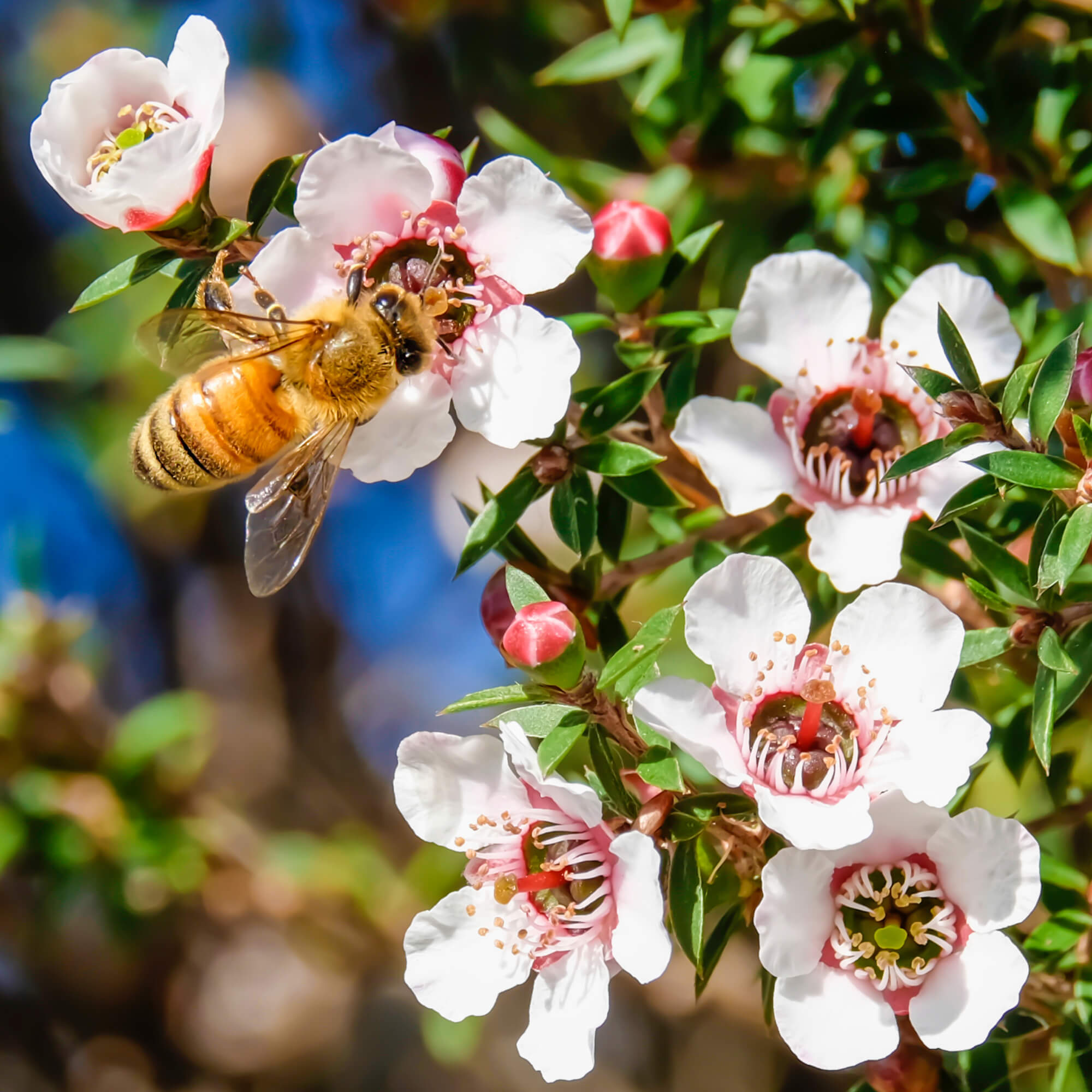 The Natural Land マヌカ ハンド アンド ネイルクリーム 50ml 6本