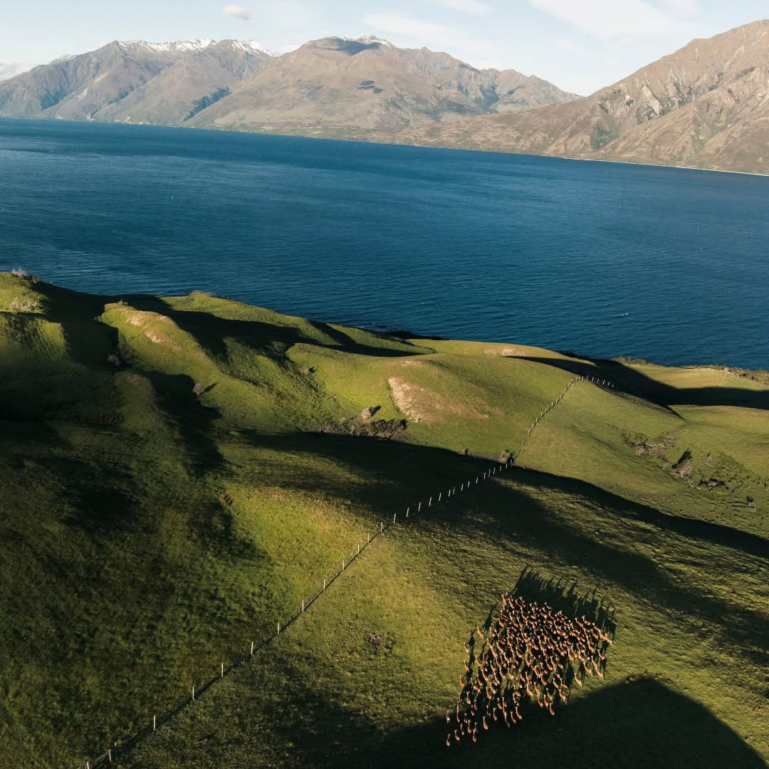 ディア プラセンタ 7000mg 60カプセル