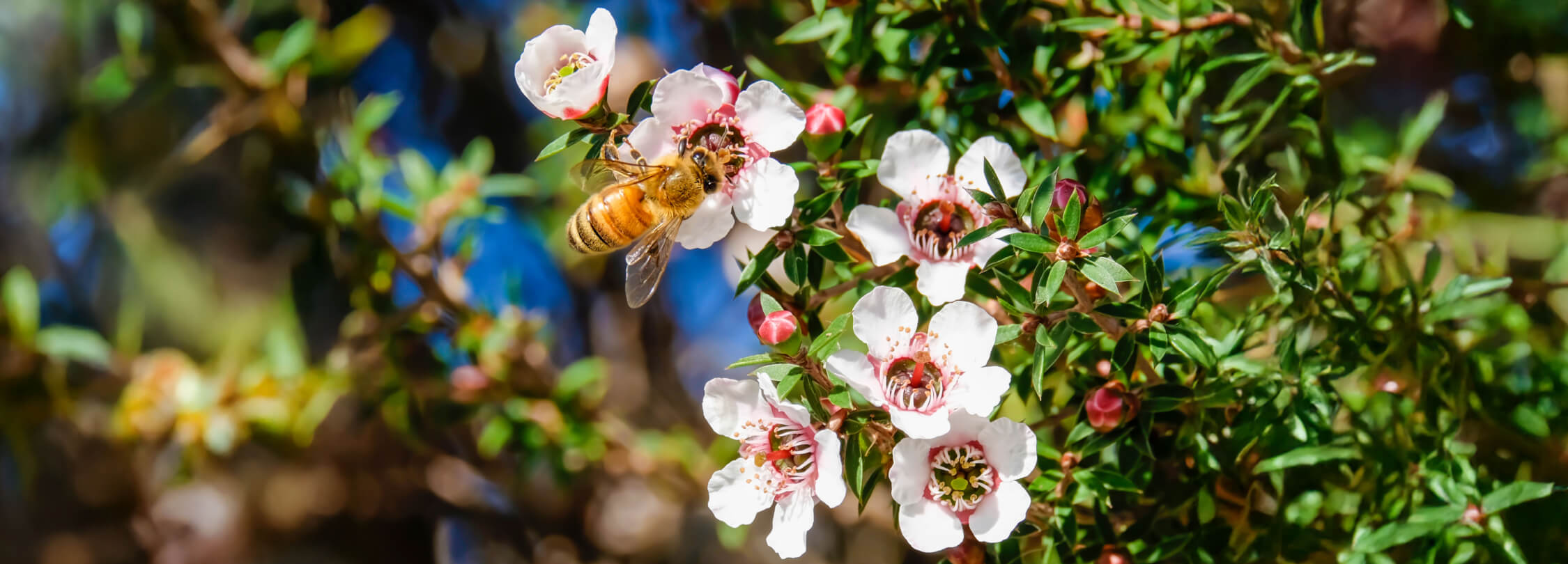 ニュージーランド 高品質 マヌカハニー | 大人気マヌカハチミツ通販