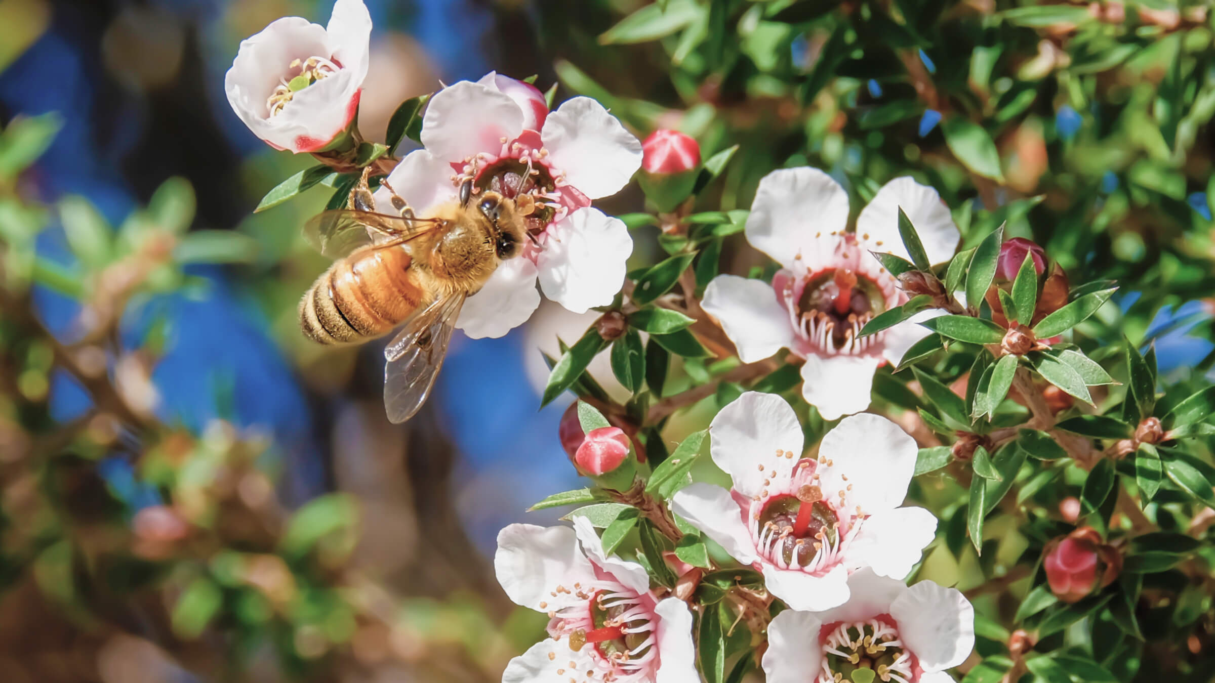 マヌカハニー製品