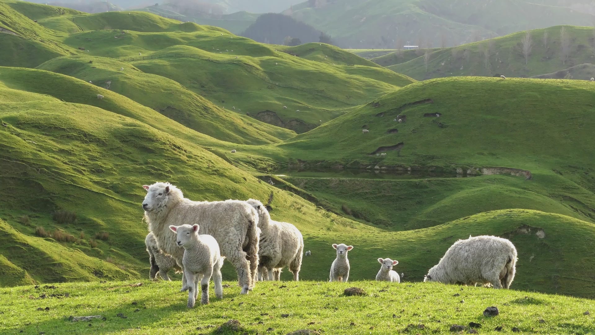 NZお土産通販・マヌカハニー・ラノリン | アオテアギフツ – Aotea