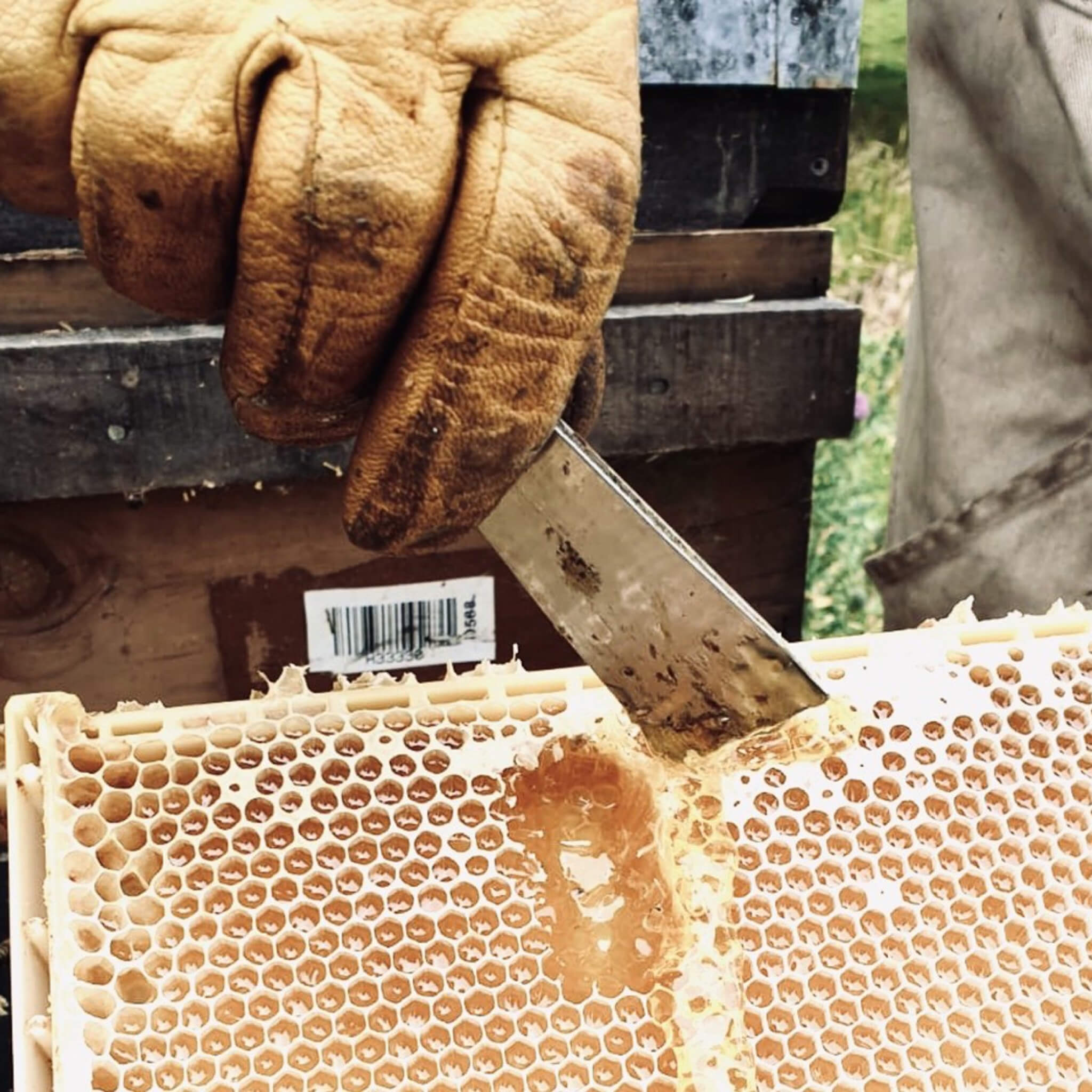 Hand wearing a brown glove cutting into manuka honeycomb with a knife.