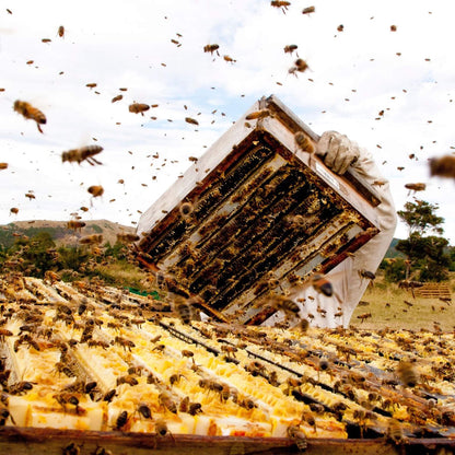 生マヌカハニー UMF10+